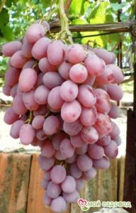 Виноград Тайфи розовый в Ачинске