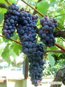 Виноград Черный жемчуг в Ачинске