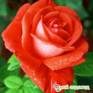 Роза Супер Стар в Ачинске