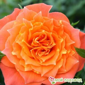 Роза Мандарин в Ачинске