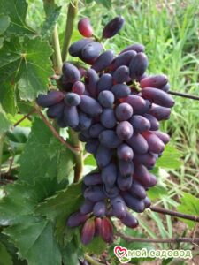 Виноград  Яся в Ачинске