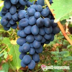 Ароматный и сладкий виноград “Августа” в Ачинске