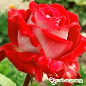 Роза Латин Леди в Ачинске