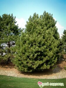 Сосна Чёрная (Pinus Nigra) в Ачинске