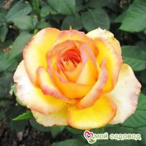 Роза Восходящее Солнце в Ачинске
