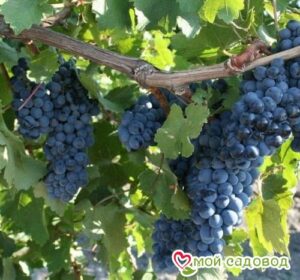 Виноград Рубиновый Магарача в Ачинске