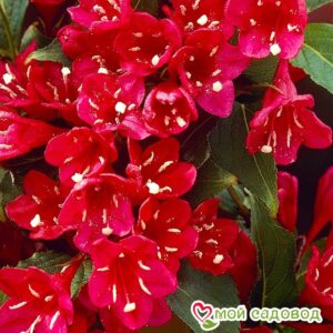 Вейгела цветущая “Ред Принц” в Ачинске