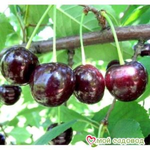 Саженцы вишни – Чудо-вишня в Ачинске