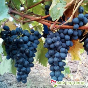 Виноград Молдова в Ачинске