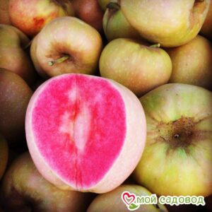 Яблоня Розовый жемчуг в Ачинске