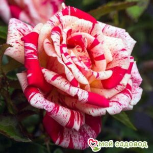 Роза чайно-гибридная Папагено в Ачинске