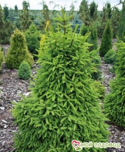 Ель обыкновенная (Picea abies) в Ачинске