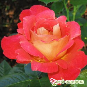 Роза Декор Арлекин в Ачинске