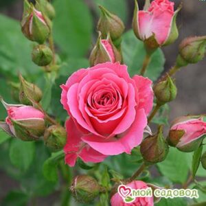 Роза Спрей розовый в Ачинске