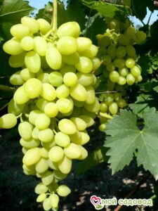 Виноград Осенний крупноплодный в Ачинске