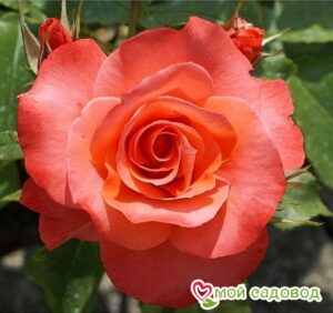 Роза чайно-гибридная Муви Стар в Ачинске