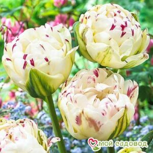 Тюльпан махровый Дэнс Лайн в Ачинске