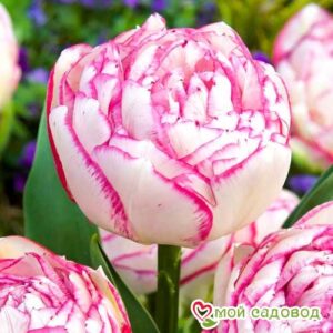 Тюльпан махровый Дабл Тач в Ачинске