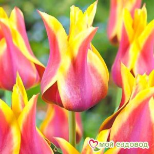 Тюльпан лилиецветный Баллада Дрим в Ачинске