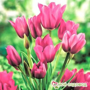 Тюльпан многоцветковый Пурпл Букет в Ачинске