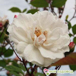 Роза Белый каскад в Ачинске